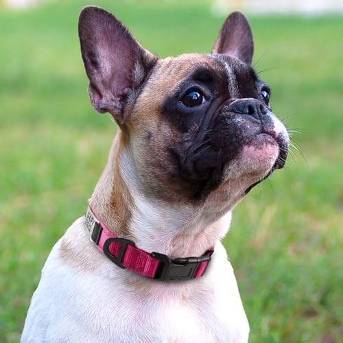 Joytale Personalized Dog Collar with Name Plate Built-in for XSmall Dogs