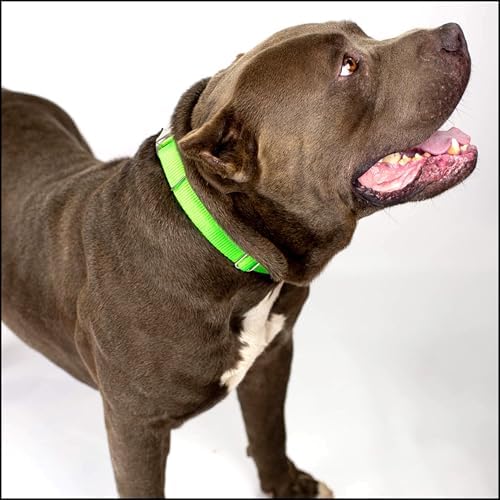 Country Brook Petz - Premium Nylon Dog Collar with Metal Buckle for Small Medium Large Breeds - 30+ Colors (Medium, 3/4 Inch Wide, Hot Lime Green)