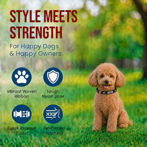 THE WORTHY DOG Summer Print, Adjustable Dog Collar, Small Dogs, Celebration