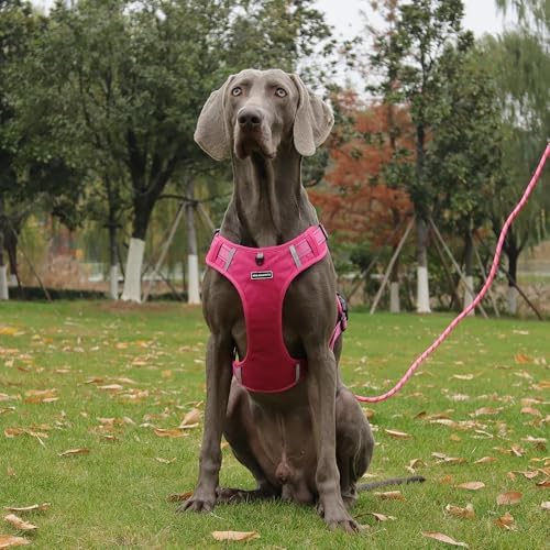 Dog Harness No Pull Adjustable Reflective,for Medium and Large Small Dog with Leash 59.06in (Fuscia, L)