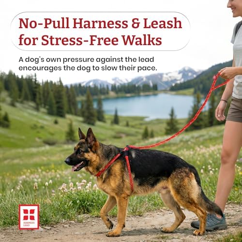 Harness Lead No Pull Dog Harness and Leash Set, Anti Pull Dog Harness, One-Piece Cushioned Rope Safely Prevents Escaping and Pulling (Medium/Large, Purple/Turquoise)