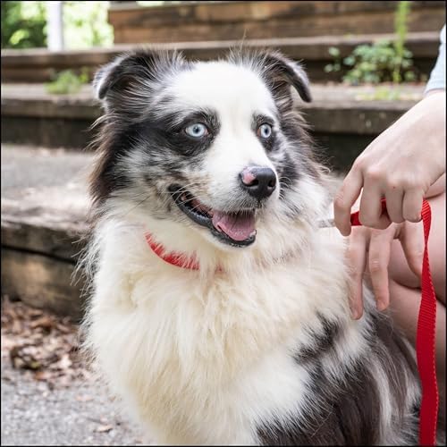 Country Brook Petz - Everyday Nylon Dog Collar for Large, Medium, and Small Dogs and Puppies - for Everyday Use in 30+ Colors (Medium, 3/4 Inch Wide, Bright Red)