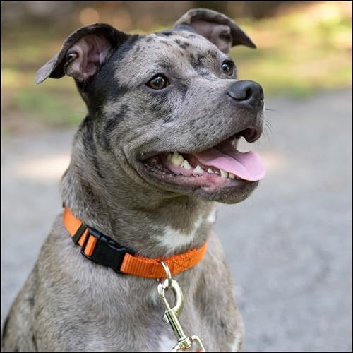 Country Brook Petz - Everyday Nylon Dog Collar for Large, Medium, and Small Dogs and Puppies - for Everyday Use in 30+ Colors (2XS, 3/8 Inch Wide, Orange)