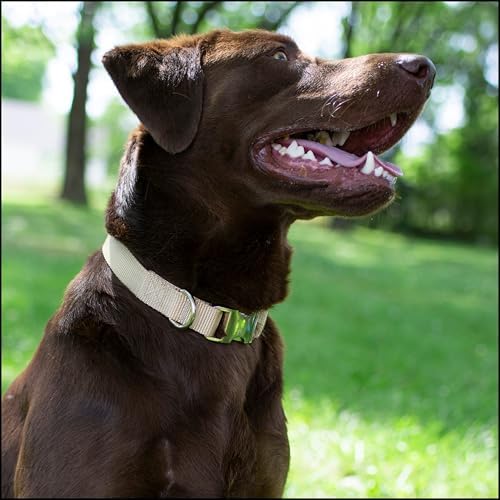 Country Brook Petz - Premium Nylon Dog Collar with Metal Buckle for Small Medium Large Breeds - 30+ Colors (Large, 1 Inch, Copper Gold)