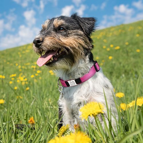 Nylon Personalized Dog Collars - Reflective Dog Collar with Name Tag Engraved, Soft Neoprene Padded Breathable Dog Collar Adjustable for Small/Medium/Large Dogs (Rose, M)