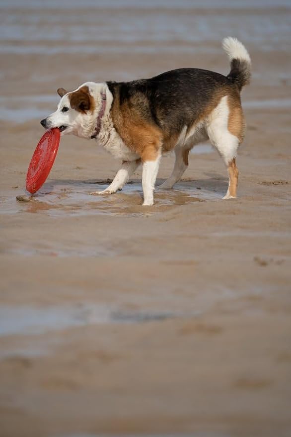 Petface Toyz Rubber Frisbee Dog Toy - Colour May Vary