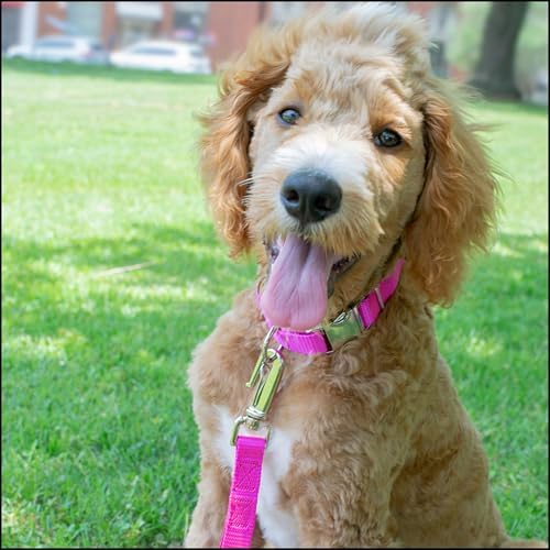 Country Brook Petz - Premium Nylon Dog Collar with Metal Buckle for Small Medium Large Breeds - 30+ Colors (Extra Large, 1 Inch, Fuchsia)