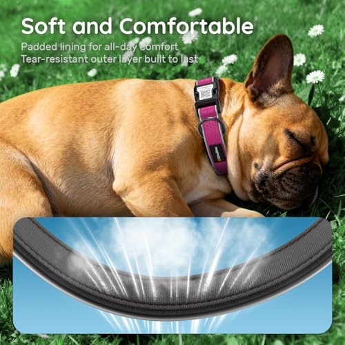 Personalized Dog Collar with QR Code Dog Tag, Oxford Rose Red L