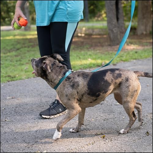 Country Brook Petz - Everyday Nylon Dog Collar for Large, Medium, and Small Dogs and Puppies - for Everyday Use in 30+ Colors (2XS, 3/8 Inch Wide, Teal)