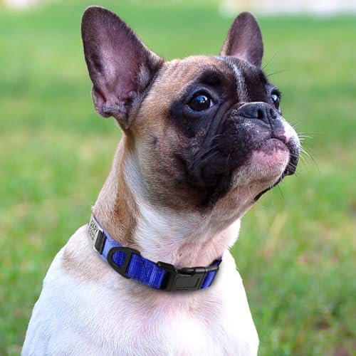 Joytale Personalized Dog Collar with Name Plate Built-in for Small Dogs