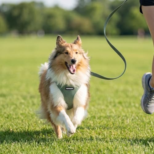 Best Pet Supplies Voyager Step-in Air All Weather Mesh Harness and Reflective Dog 5ft Leash Combo with Neoprene Handle, for Small, Medium and Large Breed Puppies - Moss Green, X-Small