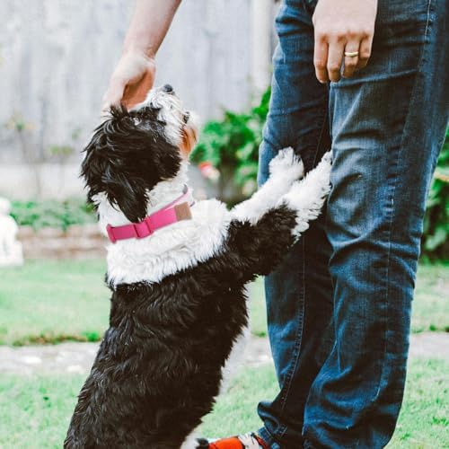 Personalized Dog Collar,Custom ID Collar with Pet Name and Phone Number,Adjustable Reflective Nylon Collar-5 Colors Soft Padded Dog Collar for Small Medium Large Dogs(UV Print)