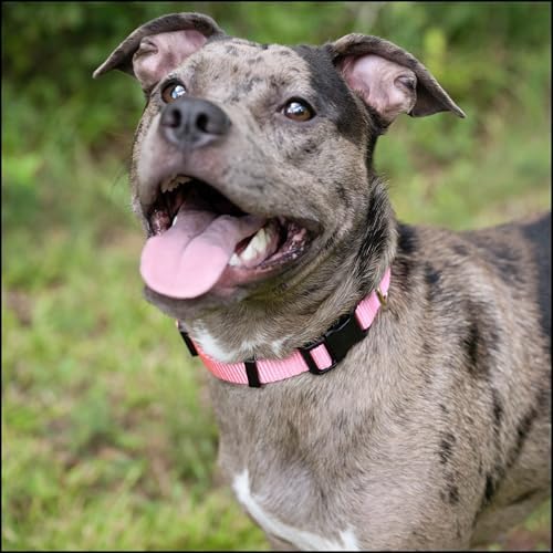 Country Brook Petz - Everyday Nylon Dog Collar for Large, Medium, and Small Dogs and Puppies - for Everyday Use in 30+ Colors (Small, 3/4 Inch Wide, Pink)