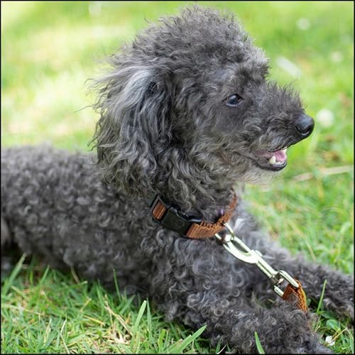 Country Brook Petz - Everyday Nylon Dog Collar for Large, Medium, and Small Dogs and Puppies - for Everyday Use in 30+ Colors (Medium, 3/4 Inch Wide, Coyote Tan)