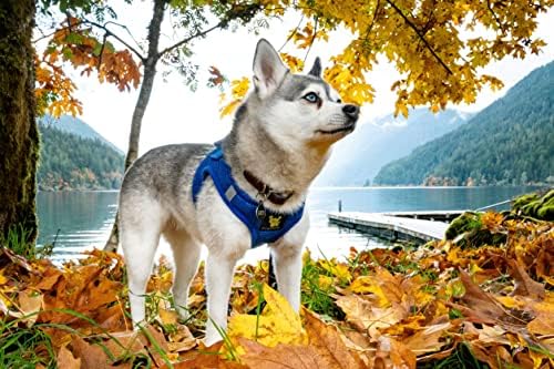 EcoBark Step in Mesh Dog Harness, Reflective Soft Vest, Royal Blue, Small