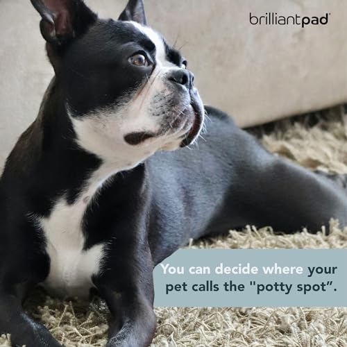 BrilliantPad Go Here! Puppy Potty Training Spray, Natural Attractant (4 oz)