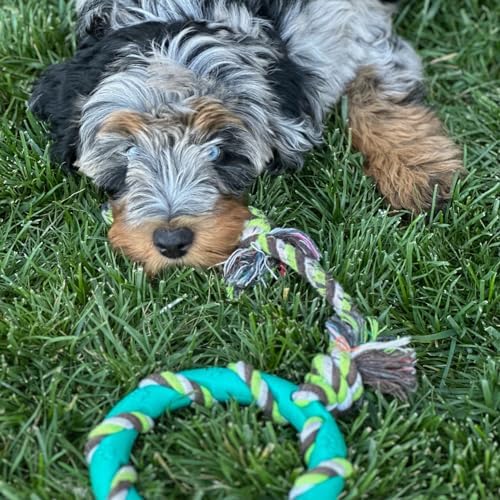 rocket & rex Puppy Chew Toys for Teething, Natural Rubber Set (6pk)