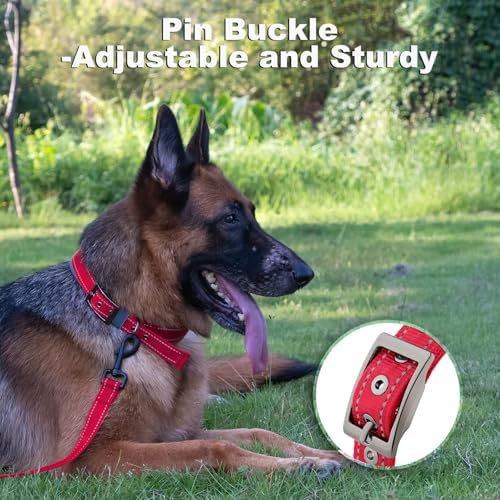 Personalized Dog Collar, Custom Embroidered Name & Phone Number
