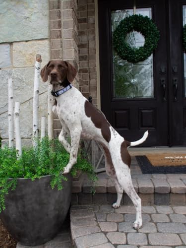 Up Country Daisy Pattern (Daisy Dog Collar, X-Small (6 to 12 inches) 5/8 inch Narrow Width)