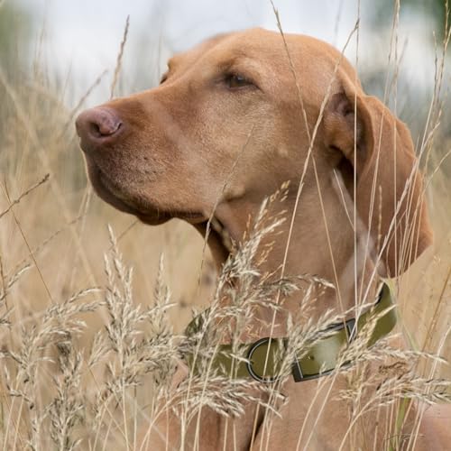 Dogline Biothane Waterproof Dog Collar Strong Coated Nylon Webbing with Black Hardware Odor- Proof for Easy Care Easy to Clean High Performance Fits Small Medium or Large Dogs, Olive Drab Green