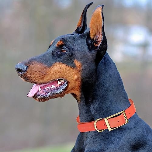 Viper Biothane Heavy Duty Waterproof Dog Collar Strong Coated Nylon Webbing w/Solid Brass Hardware Odor-Proof Easy to Clean High Performance Fits Small Medium or Large Dogs, Coral
