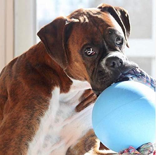 Jolly Pets Romp-N-Roll Rope & Ball Dog Toy, 8 in Large, Blueberry