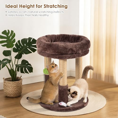 21” Tall Cat Scratching Post with Plush Cat Bed | Stable Cat Tree for Indoor Cats, Interactive Toy & Grooming Brush Included