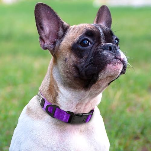 Joytale Personalized Dog Collar with Name Plate Built-in for Small Dogs