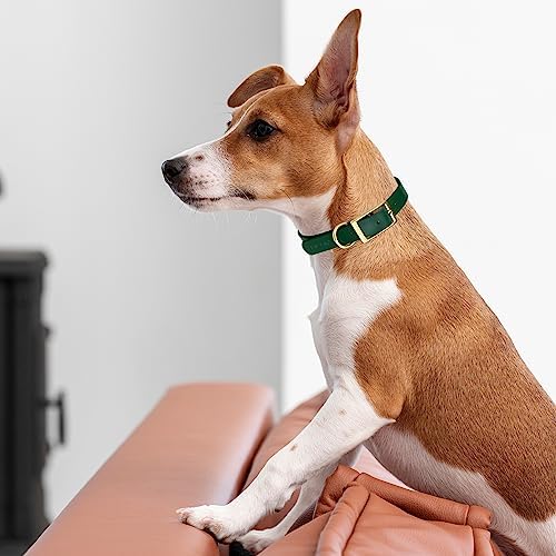Viper Biothane Heavy Duty Waterproof Dog Collar Strong Coated Nylon Webbing w/Solid Brass Hardware Odor-Proof Easy to Clean High Performance Fits Small Medium or Large Dogs, Hunter Green