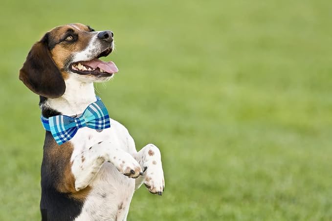 DOGWONG Plaid Dog Collar with Bow tie-Summer Cotton Dog Collar Blue Plaid Pet Collars Comfortable Cute Collars for Small Medium Large Dogs