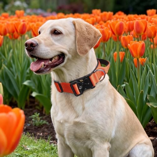 Tactical Dog Collar with Handle,Orange XL
