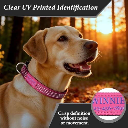 Personalized Dog Collars with Name & Phone Number, Neoprene Padded