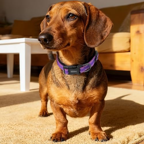 Kazazoo Small Dog Collar,Reflective Puppy Collar with Soft Padding Dog Collar No Pull,Lightweight, Nylon Collar for Puppies, Bichon Frisé, Papillon & Poodle Dogs 5-15 Lbs Purple-S