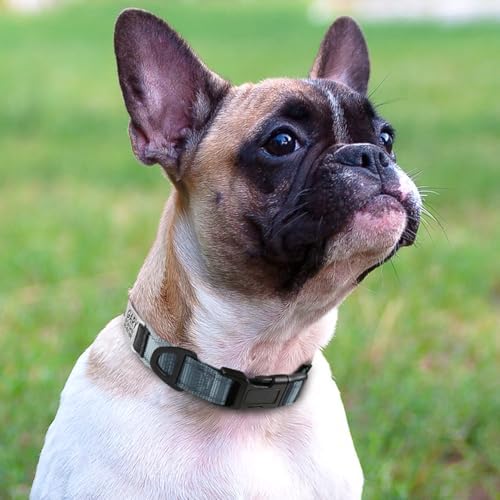 Joytale Personalized Dog Collar with Name Plate Built-in for XSmall Dogs