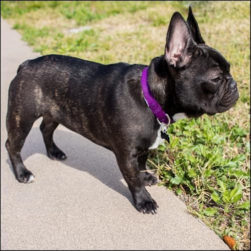 Country Brook Petz - Premium Nylon Dog Collar with Metal Buckle for Small Medium Large Breeds - 30+ Colors (Medium, 3/4 Inch, Purple)