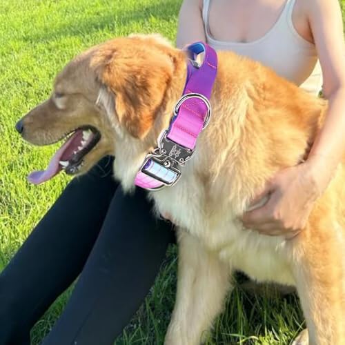 Thick Tactical Heavy Duty Dog Collar with Handle for Large Dogs (Purple)