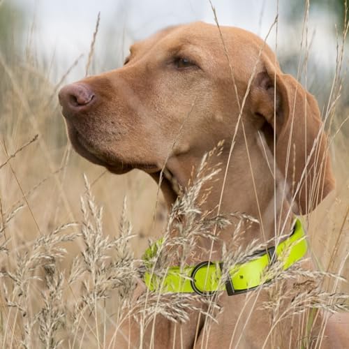Dogline Biothane Waterproof Dog Collar Strong Coated Nylon Webbing with Black Hardware Odor- Proof for Easy Care Easy to Clean High Performance Fits Small Medium or Large Dogs, Safety Yellow