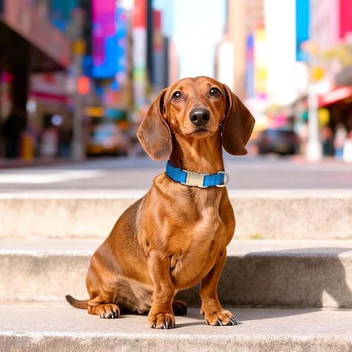 Didog Soft Padded Dog Collar for Small Dogs, Blue, S Neck 10-15"