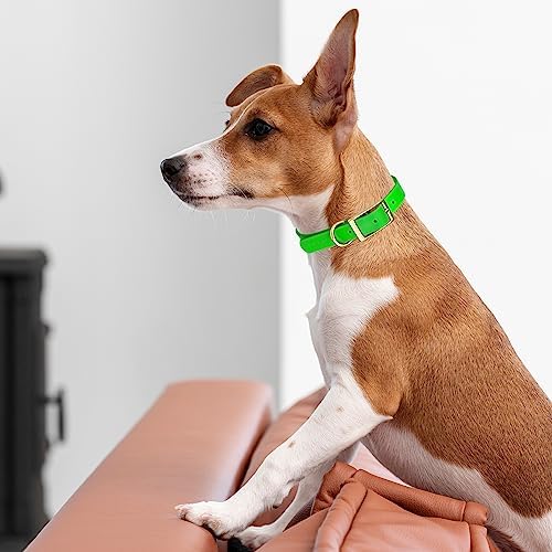 Viper Biothane Heavy Duty Waterproof Dog Collar Strong Coated Nylon Webbing w/Solid Brass Hardware Odor-Proof Easy to Clean High Performance Fits Small Medium or Large Dogs, Tropical Green