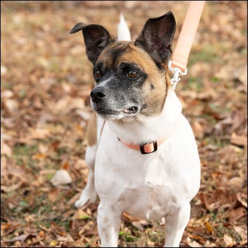 Country Brook Petz - Everyday Nylon Dog Collar for Large, Medium, and Small Dogs and Puppies - for Everyday Use in 30+ Colors (Large, 1 Inch Wide, Coral)