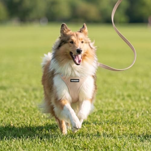 Best Pet Supplies Voyager Step-in Air All Weather Mesh Harness and Reflective Dog 5ft Leash Combo with Neoprene Handle, for Small, Medium and Large Breed Puppies - Khaki, XL