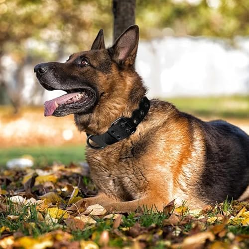 Tactical Dog Collar with Name Patches, Black: XL