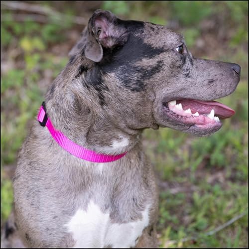 Country Brook Petz - Everyday Nylon Dog Collar for Large, Medium, and Small Dogs and Puppies - for Everyday Use in 30+ Colors (Small, 3/4 Inch Wide, Fuchsia)