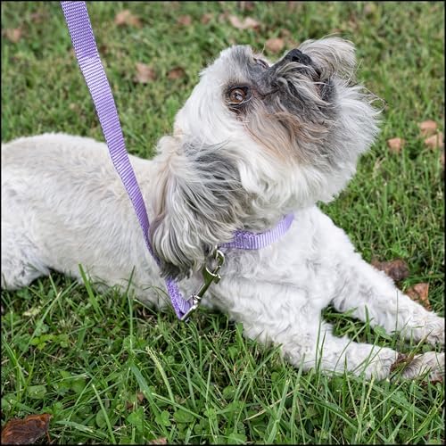 Country Brook Petz - Premium Nylon Dog Collar with Metal Buckle for Small Medium Large Breeds - 30+ Colors (Medium, 3/4 Inch, Lavender)