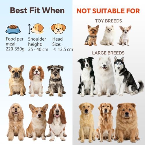Elevated Dog Bowl Set of 2 - Double Glass Bowls with Gold Iron Stand - Raised Dishes Comfortable Feeding - Ideal for Small to Medium Sized Dogs