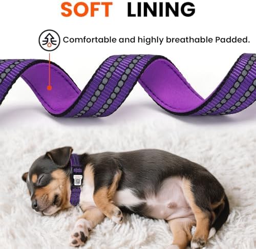 Personalized Dog Collar with QR Code Dog Tag, Purple S