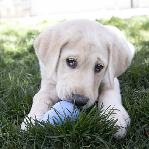 KONG Puppy, Natural Rubber Teething Chew Toy, for Medium Puppies, Blue
