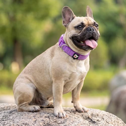 azuza Reflective Dog Collar, Neoprene Padded Puppy Collar, Purple, XS
