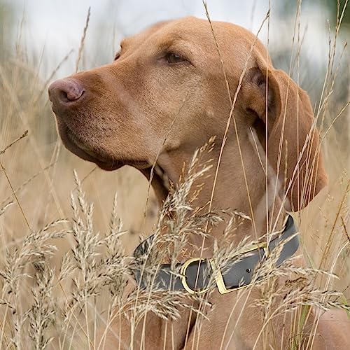 Viper Biothane Heavy Duty Waterproof Dog Collar Strong Coated Nylon Webbing w/Solid Brass Hardware Odor-Proof Easy to Clean High Performance Fits Small Medium or Large Dogs, Battleship Gray