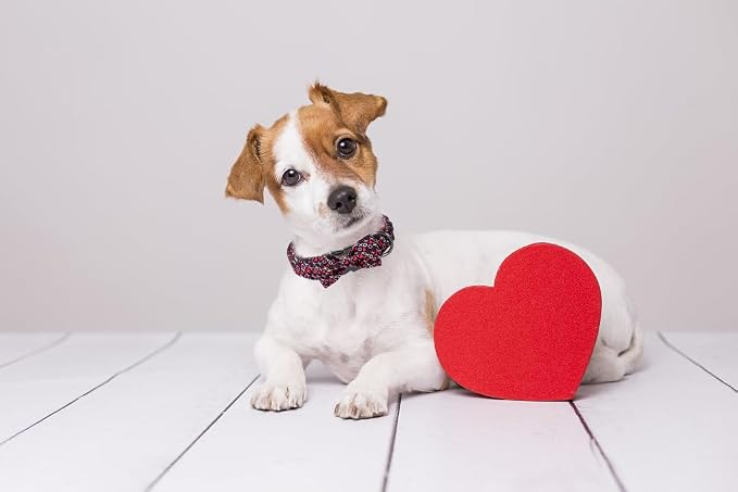 ·MR. CHUBBYFACE· Valentine's Dog Collar with Bowtie, XOXO Red Heart Dog Collar with Metal Buckle, Cute Adjustable Boy Girl Female Collars for Small Medium Large Dogs